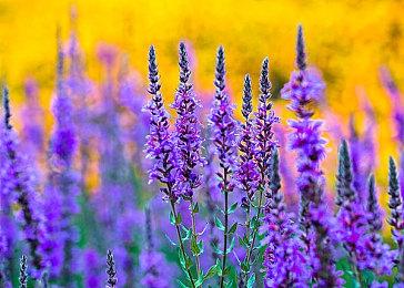 《迪士尼梦幻星谷》9月以抢先体验形式登陆PC＆主机